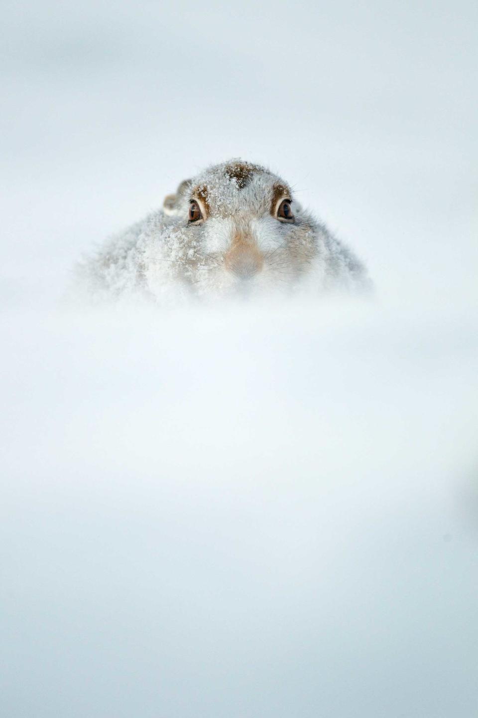 British Seasons Category Winner: 'Winter Hare', by Jules Cox, taken in Cairngorms National Park, Scotland