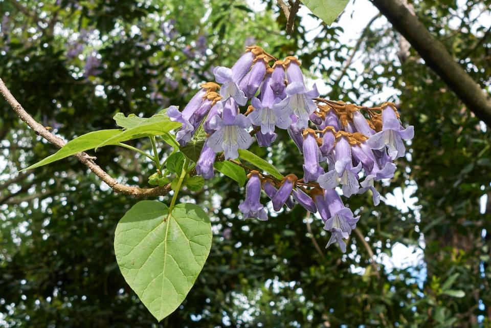 Empress tree branch with purple flowers