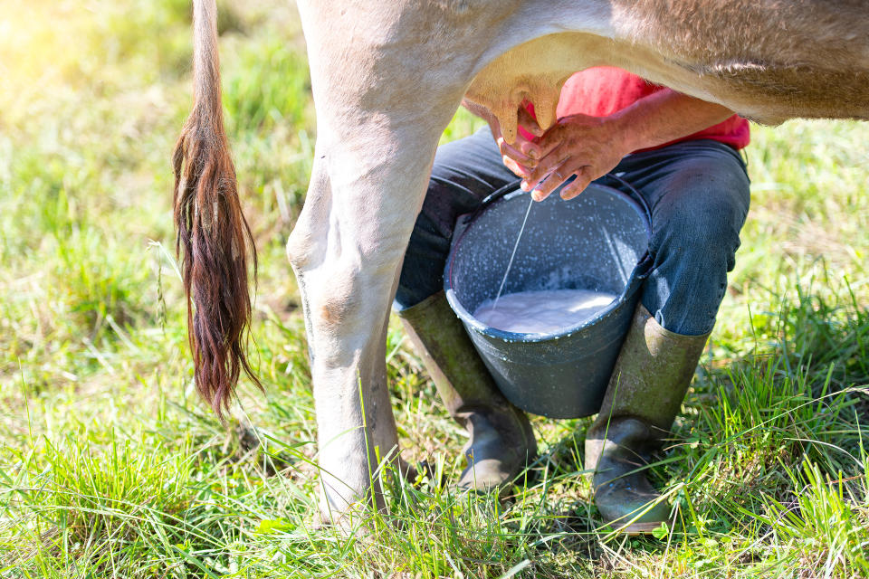 Sind Bio-Kühe glücklicher als normale Milchkühe? (Bild: Getty Images)