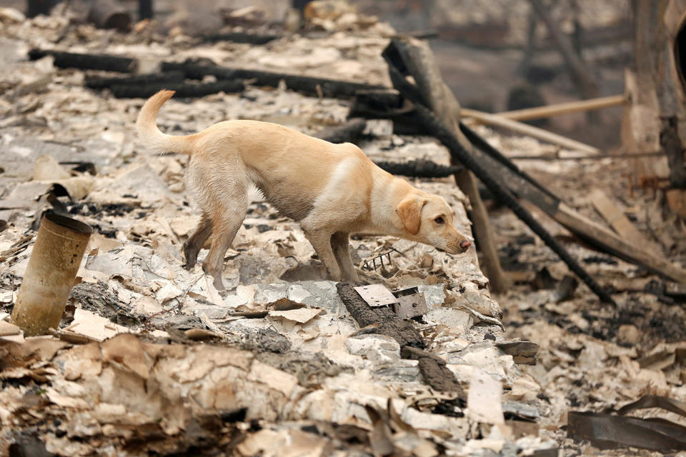 A cadaver dog named Echo searches for human remains in a house destroyed by the Camp fire in Paradise, California, Nov. 14, 2018.