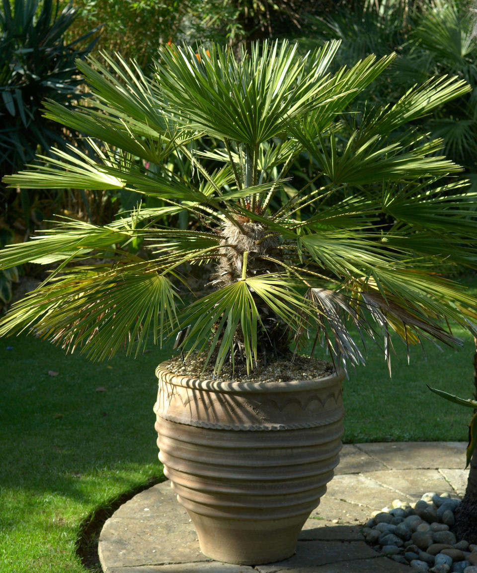 <p> <strong>Hardiness:</strong> USDA 8b/9a </p> <p> <strong>Height:</strong> 6ft (1.8m) </p> <p> <strong>Best for: </strong>drought tolerance  </p> <p> Also known as the European fan palm or the Mediterranean dwarf palm, <em>Chamaerops humilis</em> AGM is amongst the most architectural plants in this selection. It's also incredibly tough, resilient and well-adapted to rocky soils.  </p> <p> The large fan-shaped leaves of this striking palm are divided into 20 or more segments, held out from short fibrous trunks on pale stems. Whether grown in a container or planted in well-drained soil, this majestic plant will benefit from a sheltered courtyard.  </p>