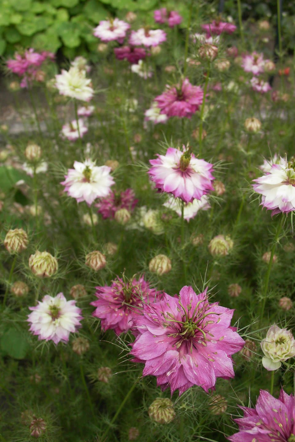 Flower, Flowering plant, Plant, Petal, Garden cosmos, Wildflower, Daisy family, Annual plant, Pink family, Dianthus, 