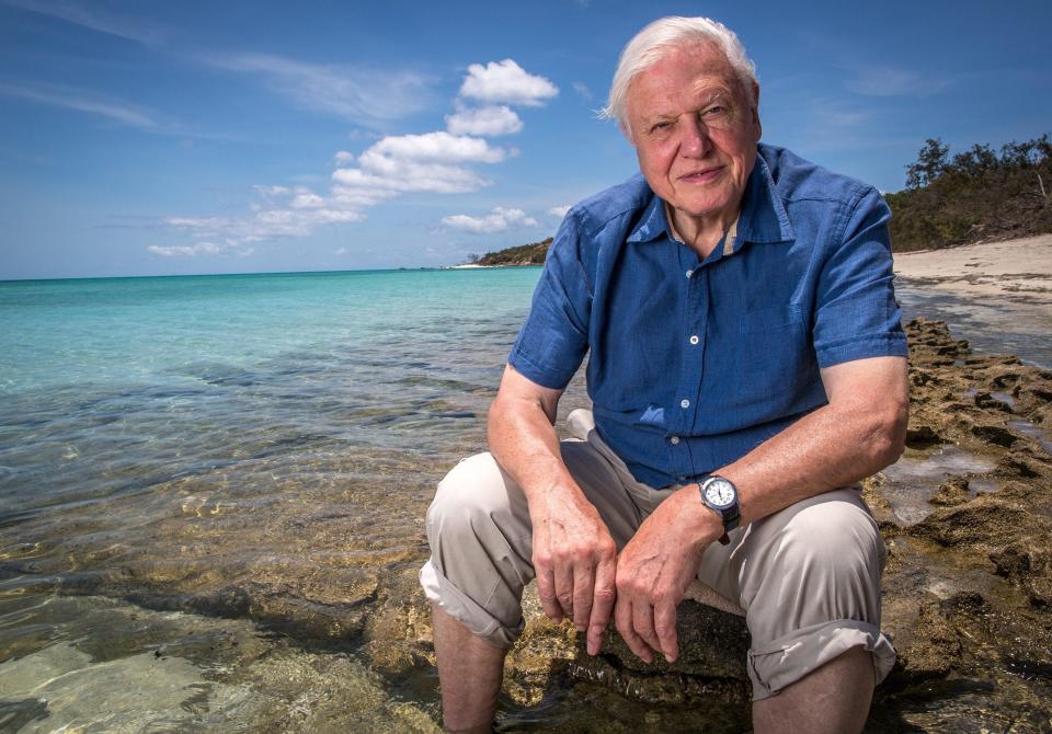 New photos reveal fresh bleaching at beleaguered Great Barrier Reef