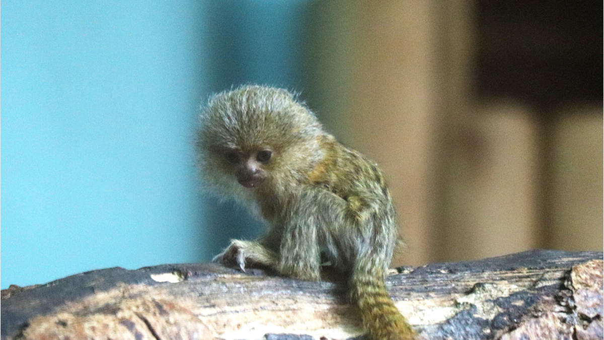 ‘World’s Smallest Monkey’ Baby Born At Sussex Zoo