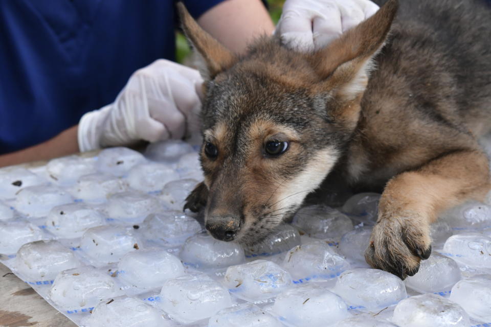 This image provided by the The Saint Louis Zoo shows a red wolf pup during a June 2024 health checkup at the Saint Louis Zoo Sears Lehmann, Jr. Wildlife Reserve. (Sara Burran/The Saint Louis Zoo via AP)