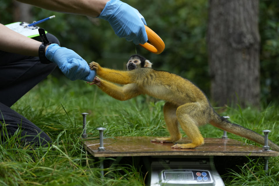 Pesan un mono ardilla y escanean su microchip durante el pesaje anual del Zoo de Londres, jueves 24 de agosto de 2023. En el pesaje anual, los cuidadores del zoológico actualizan los datos vitales de todos los animales, desde los tigres hasta las tarántulas. (AP Foto/Kirsty Wigglesworth)