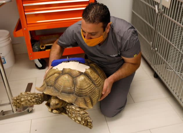 Dr. Tal Solomon moves Michelangelo, a 70-year-old African tortoise and San Jose preschool pet, at Archvet Animal Hospital in San Jose, Calif., a year ago following surgery after he was stabbed.