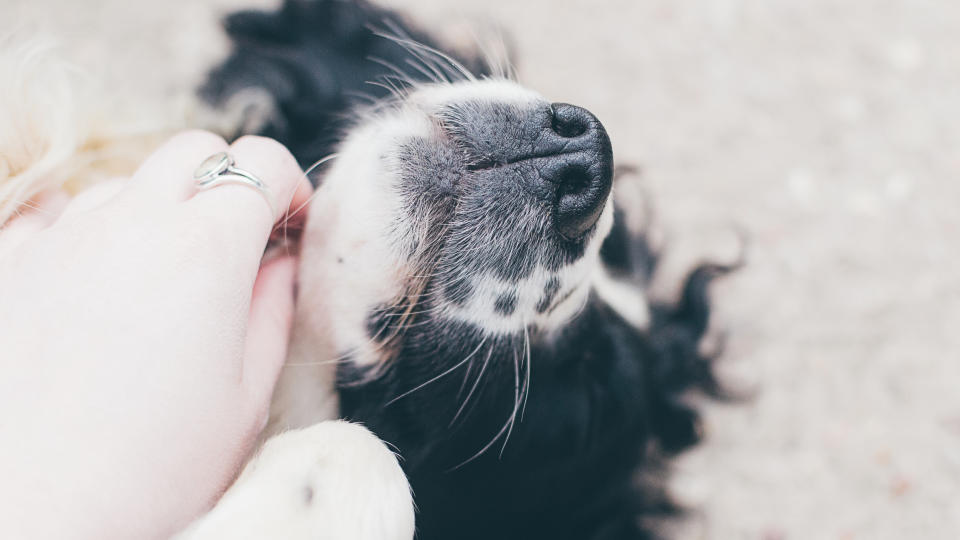 Beim Kuscheln und Kraulen entdecken Hundebesitzer oft die fiesen Zecken. (Bild: Getty Images)