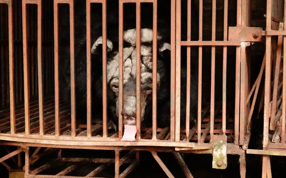 One of five bears rescued from Vietnam's bile farming hotspot - Animal Asia