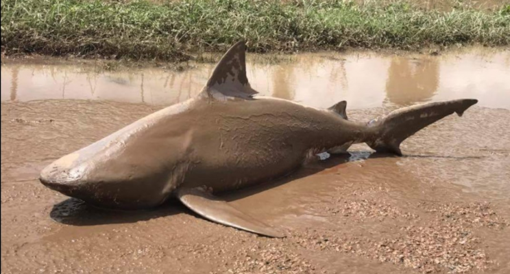 Dead bull shark found in Queensland (Twitter)