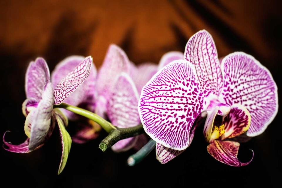 Festival de las Flores de Orquídeas.