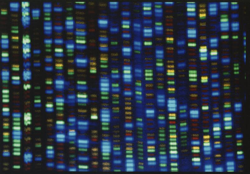 FILE - This undated image made available by the National Human Genome Research Institute shows the output from a DNA sequencer. The much-heralded Human Genome Project was a huge milestone for science, but most of that genetic blueprint came from one man from Buffalo, N.Y. On Wednesday, May 10, 2023, scientists announced they have sequenced the genomes of 47 people from around the world, allowing scientists to be able to look at what's normal and what's not across people and learn more about what genes do and what diseases genetic problems may cause. (NHGRI via AP, File)