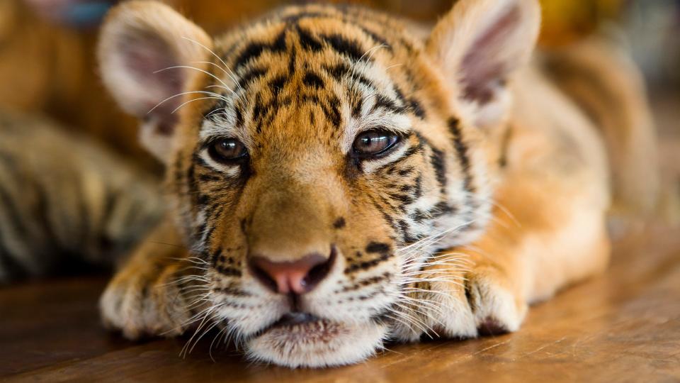 Animal, Animal Eye, Mammal, Small animal baby - Stock imageTiger, feline