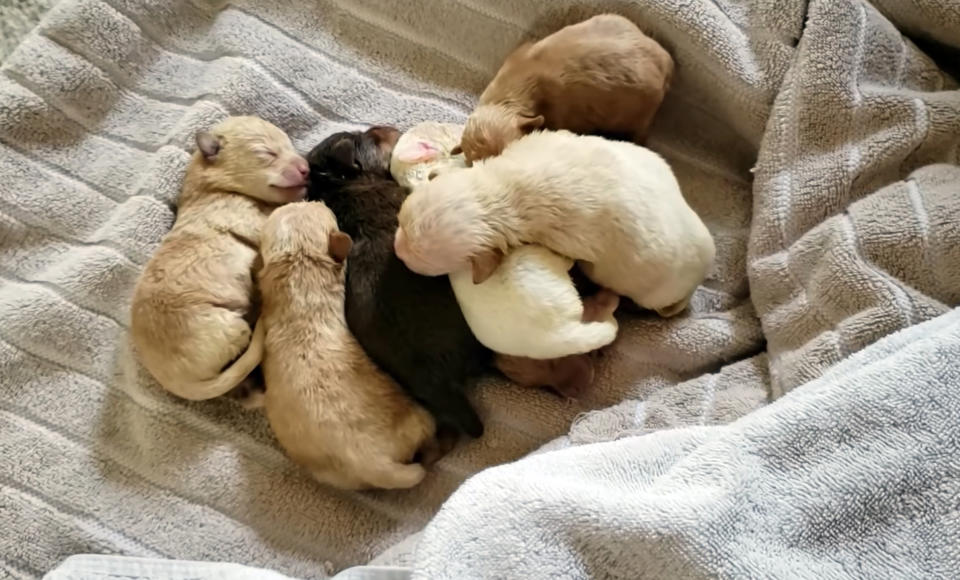 This photo from video released by Riverside County Animal Services on Tuesday, April 23, 2019, shows some of the puppies recovered after Deborah Sue Culwell dumped them into a trash bin behind an auto parts store in Coachella, Calif. Culwell could face up to seven years behind bars on a slew of charges after authorities say surveillance video showed her casually tossing the bag of 3-day-old, palm-sized puppies into a trash can on a sweltering day. (Riverside County Animal Services via AP)