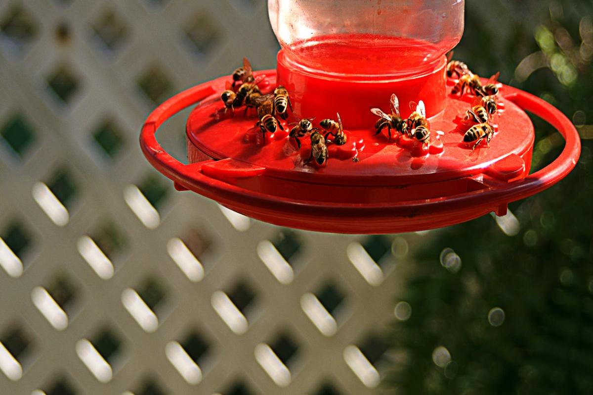 How to Keep Bees Away From Hummingbird Feeders Without Harming Them