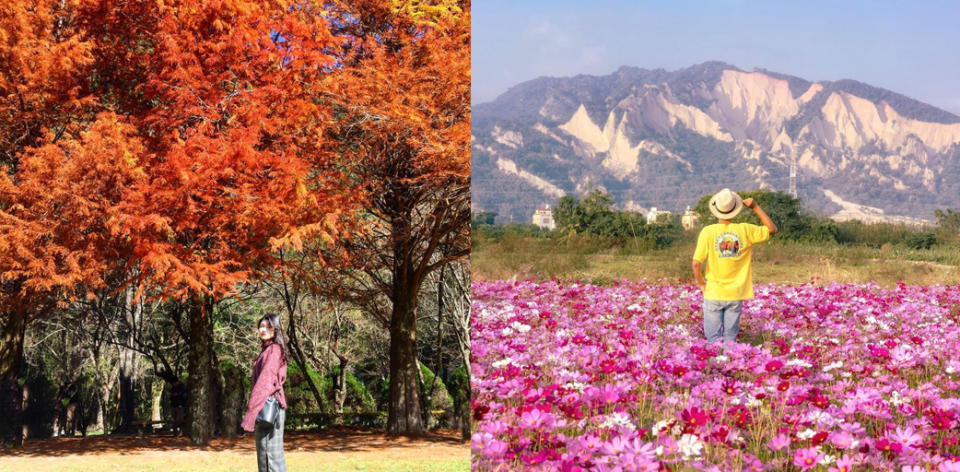 從台中出走的「秋」旅行 波斯菊花海、銀杏湖祕境、高山紅葉美景！台灣的秋色原來這麼美