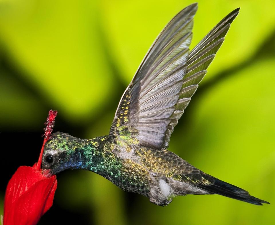 Boyce Thompson Arboretum is a good place to photograph hummingbirds.