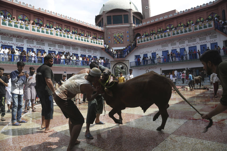 <p>Pakistani butchers prepare to slaughter an animal on the first day of Eid al-Adha, or Feast of Sacrifice, in Lahore, Pakistan, Saturday, Sept. 2, 2017. (Photo: K.M. Chaudary/AP) </p>