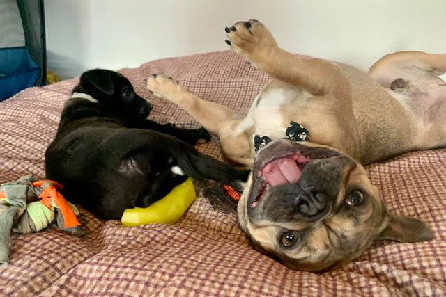 <p>Kelley Likes</p> Louis the French bulldog smiling during a play session with a foster puppy