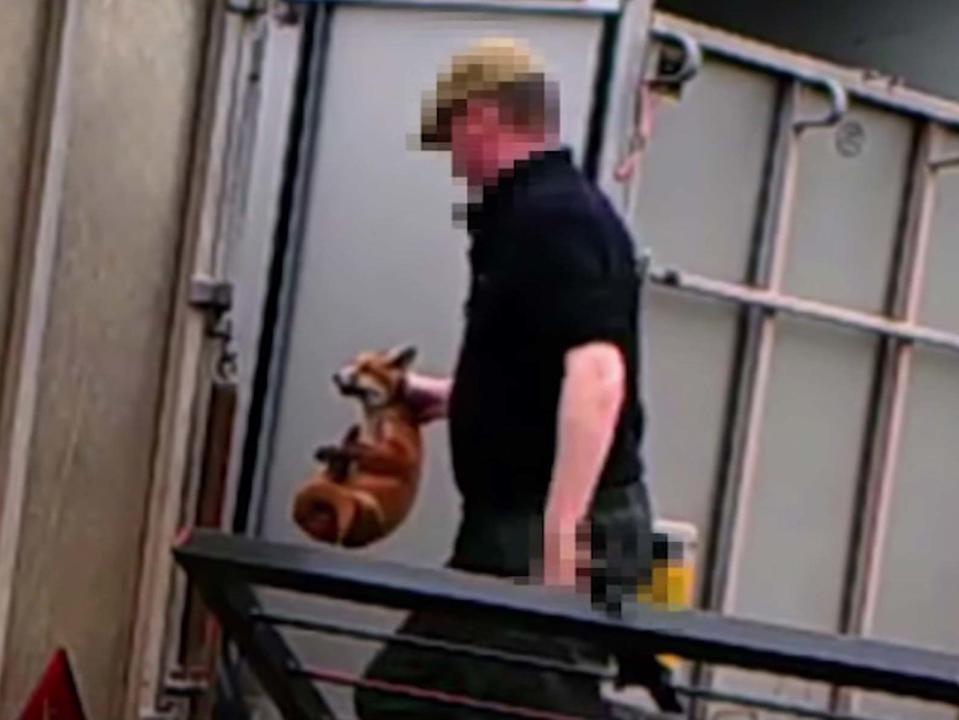 A senior huntsman caught on camera preparing to feed live fox cubs to his hounds has avoided jail despite causing their "painful, terrifying" deaths, a judge has ruled.Paul Oliver has also avoided a ban on keeping animals because he would lose his job at a stud yard.Passing sentence at Birmingham Magistrates' Court, District Judge Joanna Dickens handed Oliver - who was master of hounds with the now disbanded South Herefordshire Hunt - a 16-week suspended jail sentence. His partner and the hunt's kennel maid, Hannah Rose, was also given a 12-week suspended sentence.Oliver and Rose, both of Sutton Crosses, near Spalding, Lincolnshire, were also ordered to pay £300 in costs and a £115 victim surcharge after being convicted of causing unnecessary suffering.Oliver, 40, and Rose, 30, were convicted after a seven-day trial was told live fox cubs were used to "blood" hunting hounds at the hunt's kennels in Wormelow.[[gallery-0]] The pair were charged with animal cruelty offences after covert footage of them was captured by cameras placed at the hunt's premises by anti-bloodsport activists in May 2016.Footage showed Oliver handling foxes at the kennels and putting the bodies of two cubs in a wheelie bin, the court was told.Cameras also captured Oliver using a stick with a noose attached, known as a grasper.“The unnecessary suffering involved the killing of fox cubs, effectively feeding the animals... throwing the fox cubs into the kennels of the fox hounds, thereby killing them,” Simon Davis, the prosecutor, told Birmingham Magistrate’s Court during the trial.Suspending the sentences for a year, District Judge Dickens said: "Four fox cubs were killed by hounds whilst in the kennels."They did not have the chance of escape. It is not clear if this was a single lead hound in a pack or just one hound on its own."Thankfully, the veterinary evidence shows that they died quickly. I consider that Mr Oliver took the lead role in this and it is clear that Ms Rose was acting on his direction."This was a very serious offence of its type. The fox cubs suffered a painful, terrifying death."Explaining her reasons for not banning the couple from keeping animals, the judge added: "I think the chance of any reoccurrence is minimal."I also take into account that to disqualify them from being in control of animals would cause them to lose their current employment and any hope of future work, as this is their livelihood."The court was told hidden cameras were placed at the kennels by the Hunt Investigation Team (HIT) after they received information that animal welfare legislation had been breached.As part of the HIT inquiry, two sites were identified where foxes were thought to have been "dug out" and police enquiries established gamekeepers had given permission for the animals to be destroyed on the land.Julie Elmore, 55, of Brynarw estate near Abergavenny, and Paul Reece, 48, formerly of Itton, near Chepstow in South Wales, admitted two counts of causing unnecessary suffering to cubs which were distressed by being transported to the kennels.Accepting that neither Elmore nor Reece had any idea that foxes would be killed, the judge said the pair had been "motivated by consideration" for the cubs while trying to stop them being shot.A fifth defendant, Nathan Parry, 40, also of Brynarw estate, was cleared of four animal cruelty charges after the judge accepted that he believed foxes taken to the hunt's kennels would be relocated in the wild.Additional reporting by PA