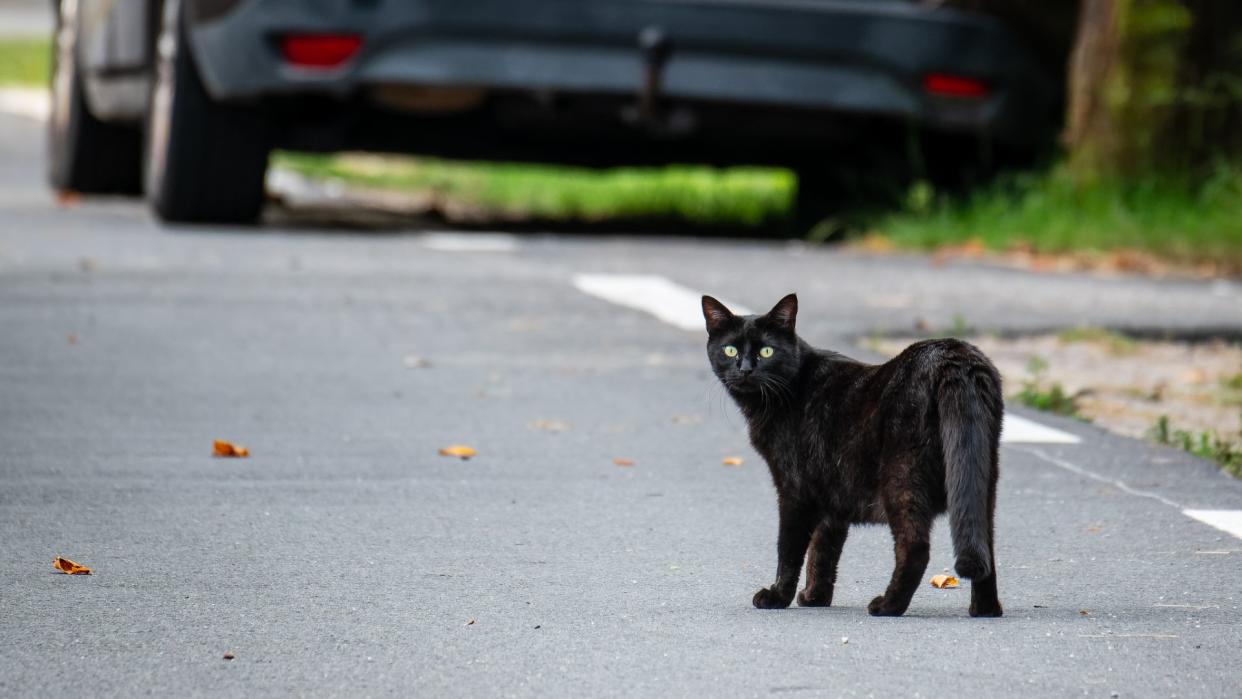 American shorthair walking outside