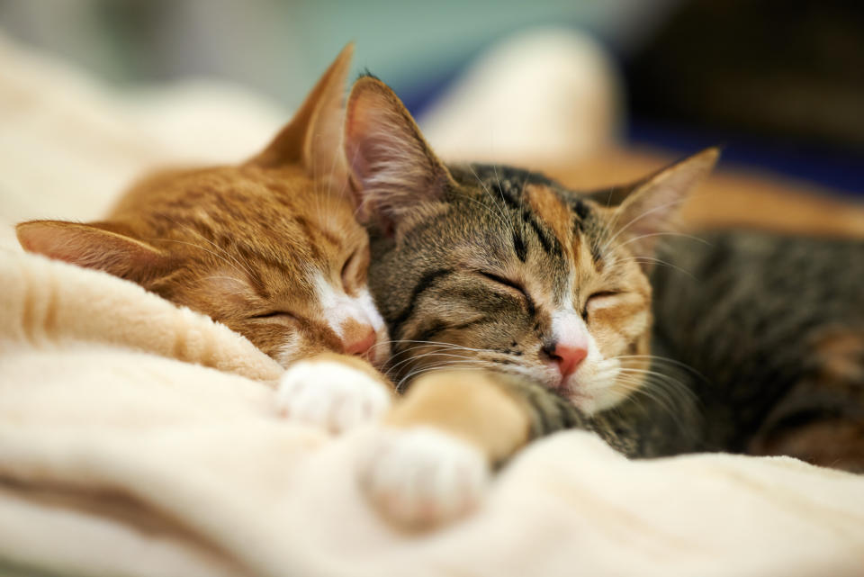 Dos gatos dormidos. Foto: Akimasa Harada/ Getty Images