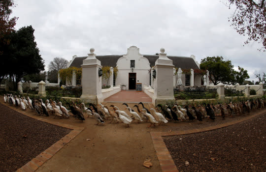 <p>A line of Indian Runner Ducks walk past farm buildings at the Vergenoegd wine estate near Cape Town, South Africa, May 18, 2016. (REUTERS/Mike Hutchings) </p>