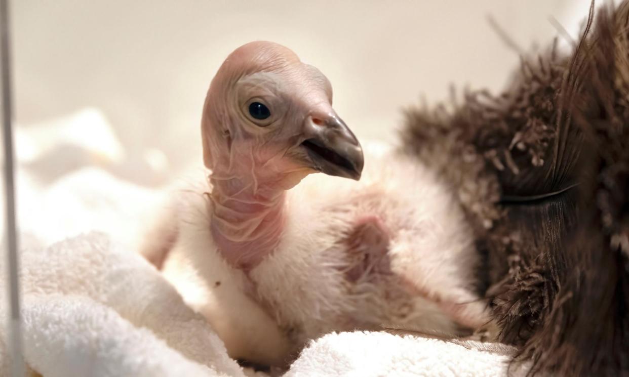 <span>A condor chick waits for its feeding in a temperature-controlled enclosure at the Los Angeles Zoo in California, on 2 May 2023.</span><span>Photograph: Richard Vogel/AP</span>