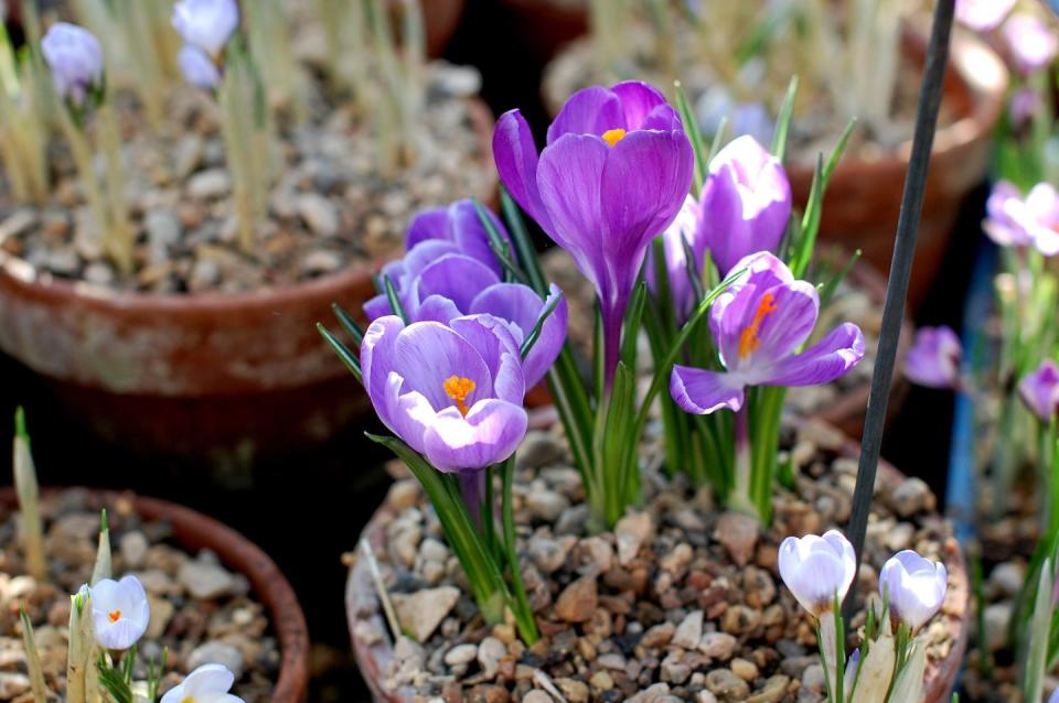 13) Crocus