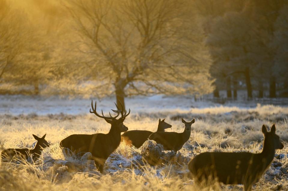 17 December 2022: Deer graze and walk amongst the frozen undergrowth as the cold weather continues (REUTERS)