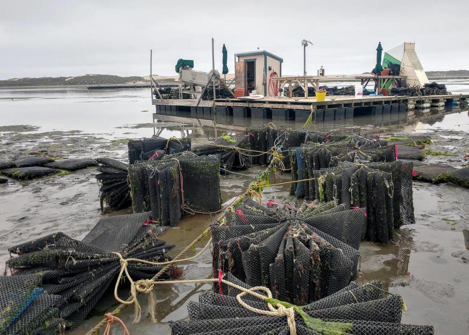 Culture bags are bundled up near the Grassy Bary Oyster Co. processing platform.