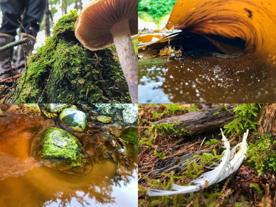 Photos from the author's nature hike including mushrooms, bird feathers and colorful rocks