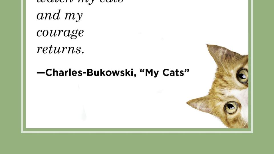 cat quote from charles bukowski poem