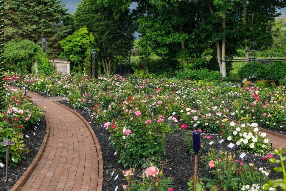 Rose Innovations in Greenfield is the site of several charity-related tours, including the Street Angels and Hardy Plant Society tours.