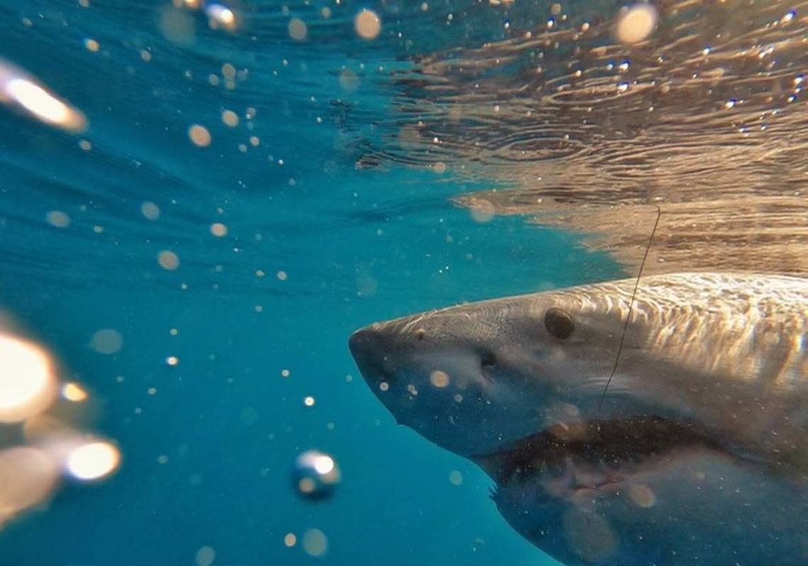 This female great white shark was tagged off the coast of Hilton Head on Thursday, Feb. 10, 2022.