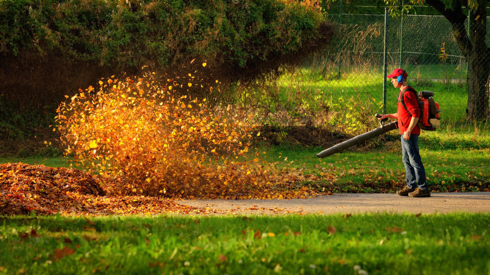 Man operating a heavy duty leaf blower: the leaves are being swirled up and glow in the pleasant sunlight