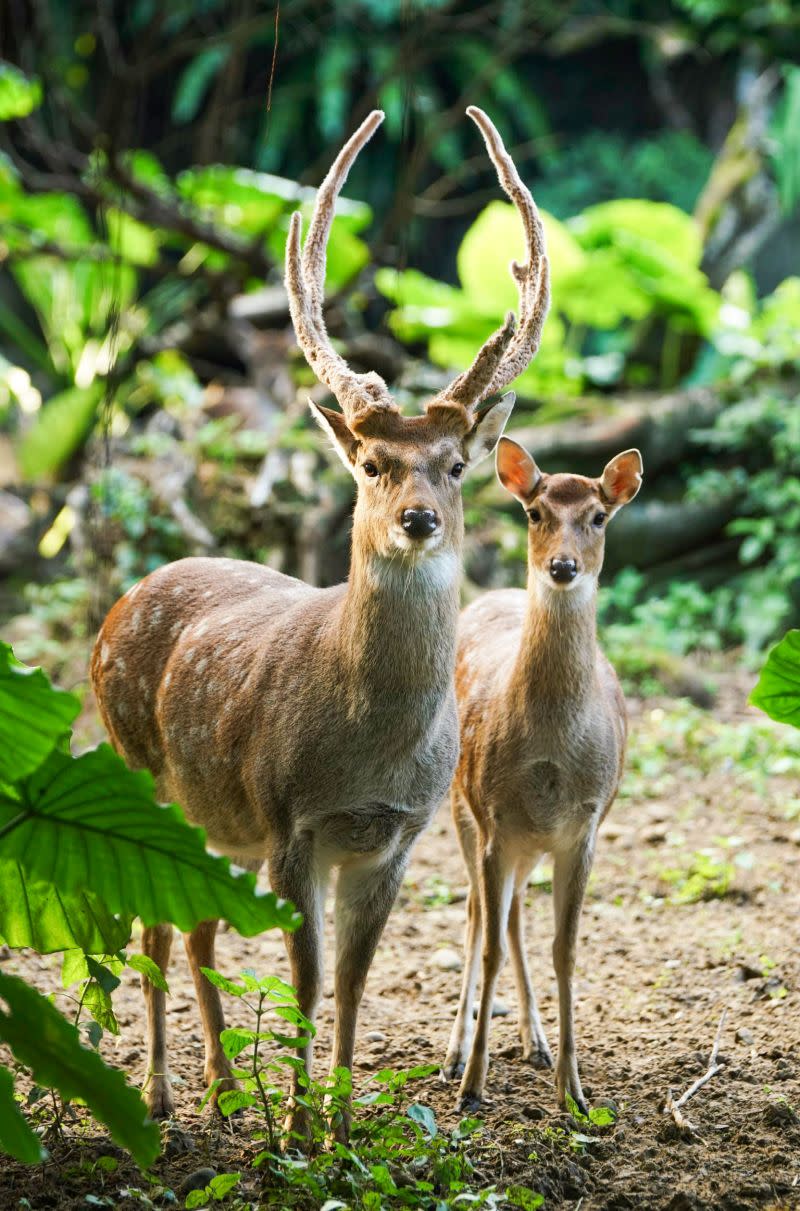 ▲梅花鹿在冬季會換上厚實保暖的大衣。（圖／臺北市立動物園授權提供，詹德川攝）