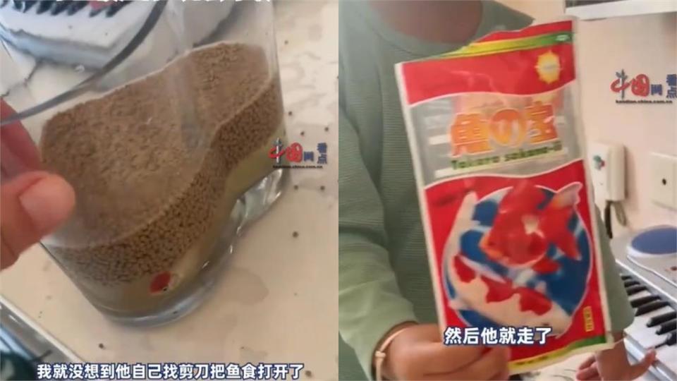 太沉重的愛！3歲男童魚飼料「整包梭哈」小魚被壓到眼神死笑翻全網