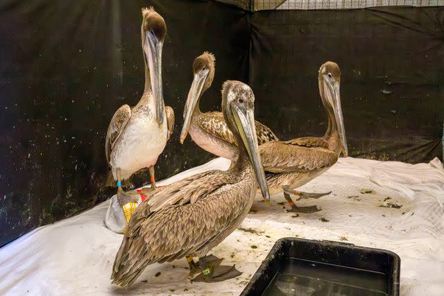 <p>Leonard Ortiz/MediaNews Group/Orange County Register via Getty</p> Brown Pelicans