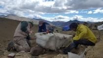 Paleontologists work at the place where the fossilized bones of the Stegouros elengassen were found, a newly identified armored dinosaur, that inhabited the Chilean Patagonian area