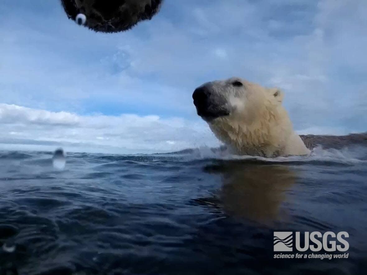A video collar captures a polar bear swimming in Hudson Bay near Churchill, Man., as part of a study led by the U.S. Geological Survey that tracked what polar bears eat and how much energy they spend getting food when there's no sea ice. (U.S. Geological Survey  - image credit)