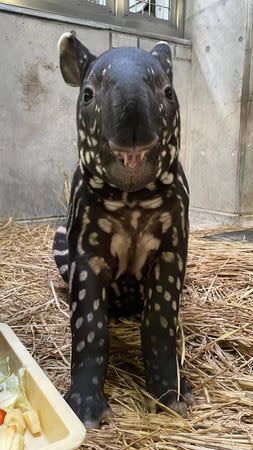 日本馬來貘英雄小時候身上布滿斑點，十分可愛。（圖／翻攝自橫濱動物園官網）