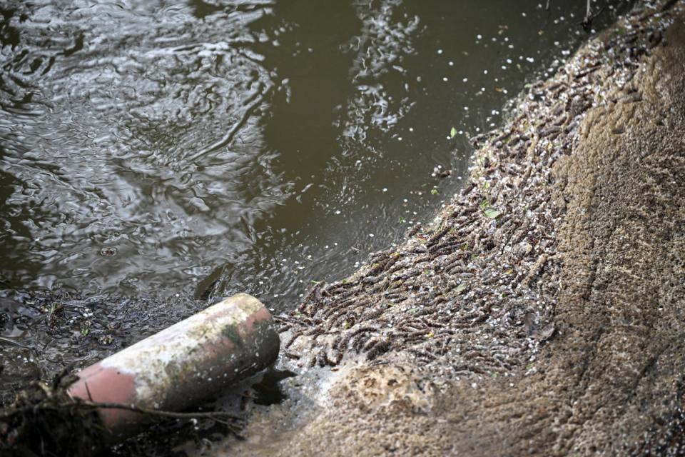 Storm overflows are only supposed to be activated during extreme weather but for years they have been used routinely, with some water companies discharging sewage even on days when it has not rained (Reuters)