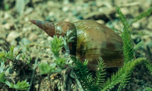 <span class="caption">The pond snail Lymnaea stagnalis.</span> <span class="attribution"><a class="link " href="https://www.shutterstock.com/image-photo/carapace-large-pond-snail-greenish-tinted-631272737?src=dr8eXmAOKY5TwUTy5sJjSA-1-75" rel="nofollow noopener" target="_blank" data-ylk="slk:Sergey Sonvar Nik/Shutterstock;elm:context_link;itc:0;sec:content-canvas">Sergey Sonvar Nik/Shutterstock</a></span>