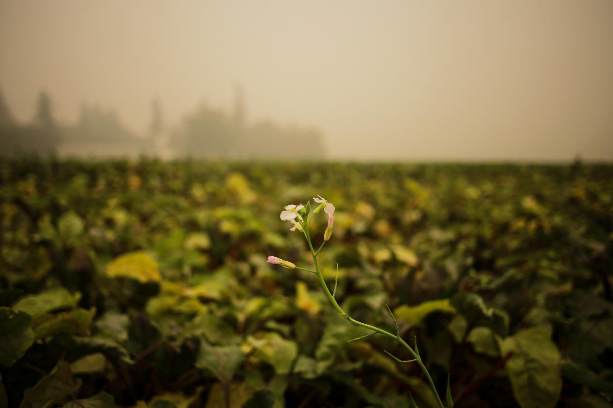 A farm is surrounded by polluted air 