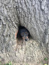 <p>Rocco, a dachshund, peeks his head through the trunk of a tree in Salem, Ky., June 1, 2017. (Photo: Kentucky State Police/AP) </p>