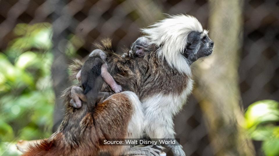 The pair are clinging tightly to their parents as they explore their new home on Discovery Island.