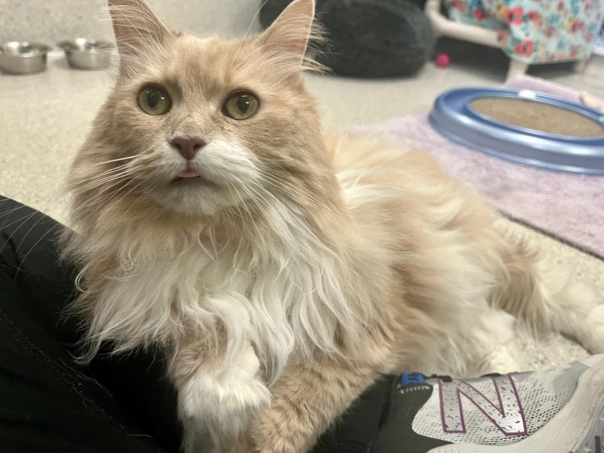 Rosie is a 10-year-old, long-haired cat ready to be adopted from Greenhill Humane Society in Eugene.