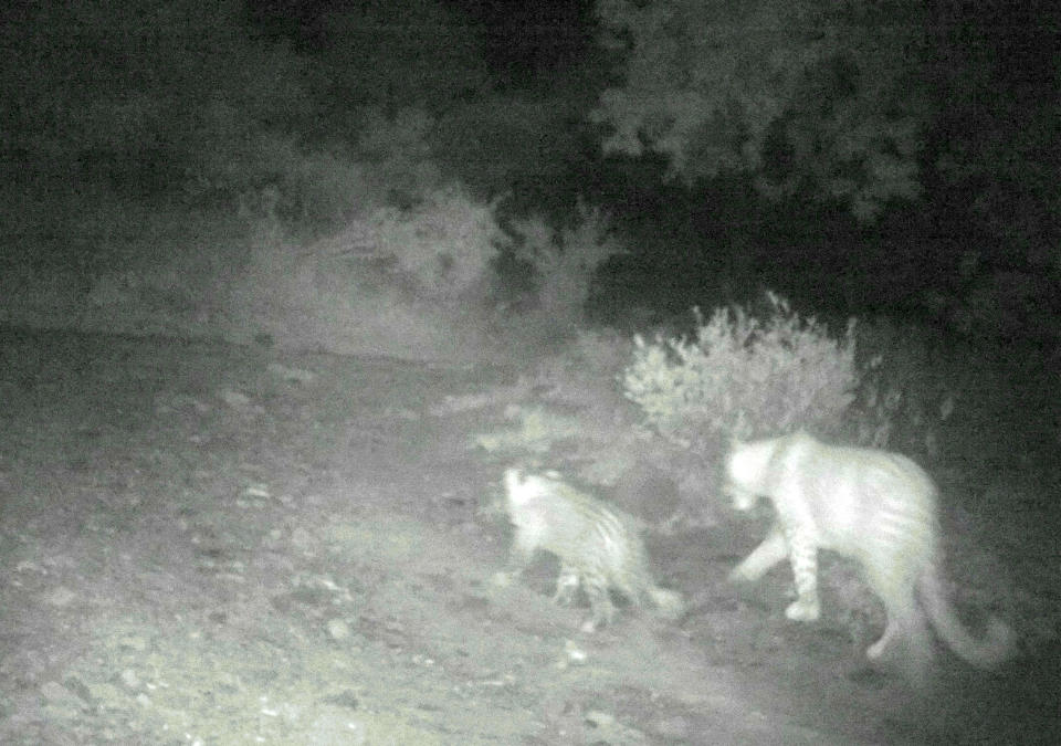 Elusive: The pink hued species skulking around the reserve, but had never been able to catch it on film. 