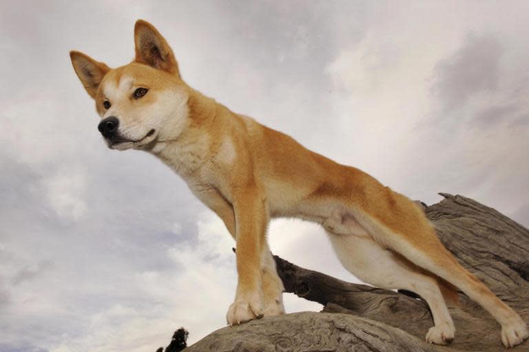 Sleeping toddler narrowly escapes jaws of dingo on Australian holiday island